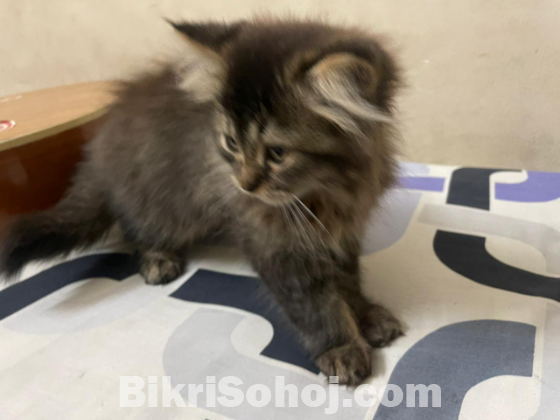 Pure persian breed kitten